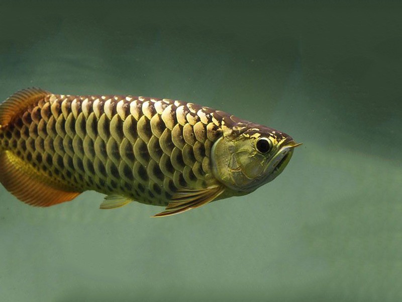 Segamat Golden Arowana with chocolate base