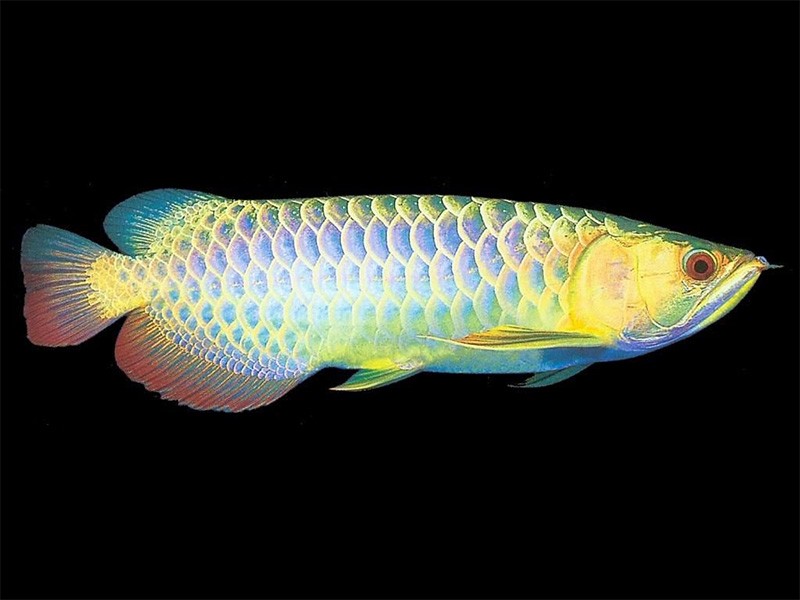 Segamat Colorful Golden Arowana