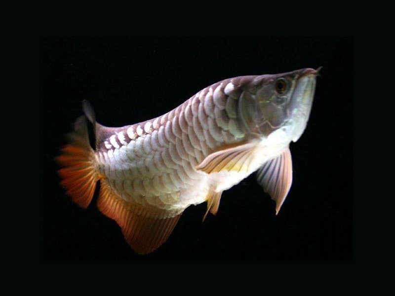 Segamat High backed Golden Arowana