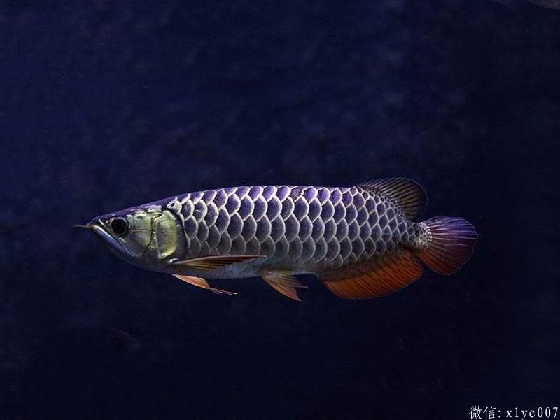 Segamat Blue-backed Arowana