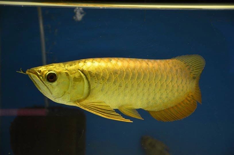 Segamat 24k Golden Arowana