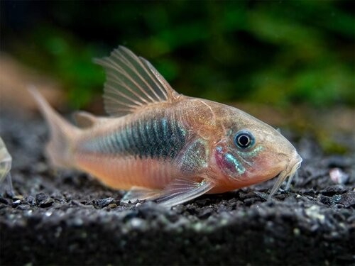 Segamat Corydoras+aeneus